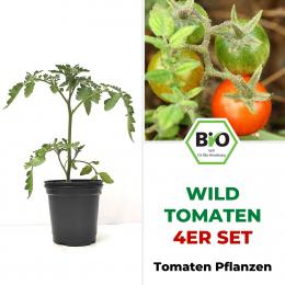 Wildtomaten Gelb & Rot BIO Tomatenpflanzen 4er Set