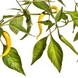 Yellow Cayenne Chilisamen