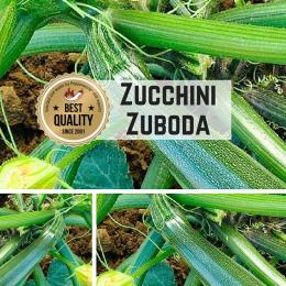 Zucchini (Zuboda) Samen